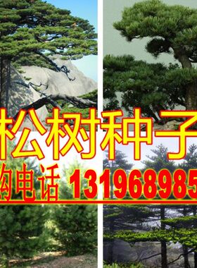 新采松树种子 黄山松迎客松马尾松白皮松五针松黑松油松雪松种子