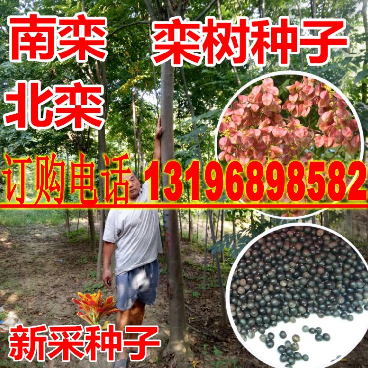北京黄山栾树林木种子