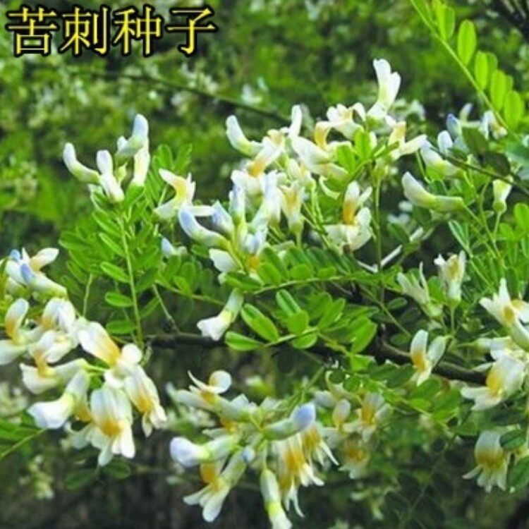 苦刺花种子 狼牙刺种子 铁马胡烧白刺花种子护坡灌木种籽 耐干旱