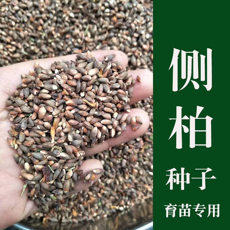 侧柏树种子野生柏树籽侧柏籽扁柏籽松柏树籽育苗行道绿化林木种子图片
