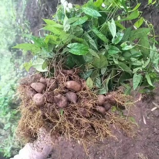 金果榄种子地苦胆苦地胆九龙胆金果榄中草药材多年生草本植物种籽