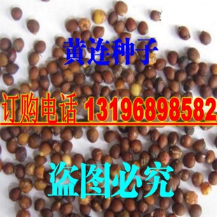 中药材黄连种子 黄连苗子 黄莲种子 鸡爪川 黄连种子新种子 包邮