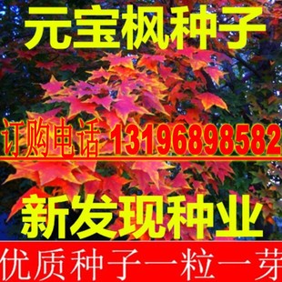 元宝枫种子 华北五角槭 色树元宝树枫香树 五角枫种子包邮