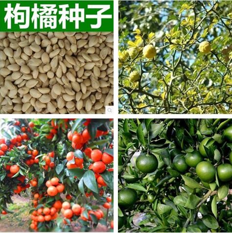 香橙种子枳壳枸橘篱笆墙香泡香橼红桔橘嫁接柑橘小叶香橙软枝种籽