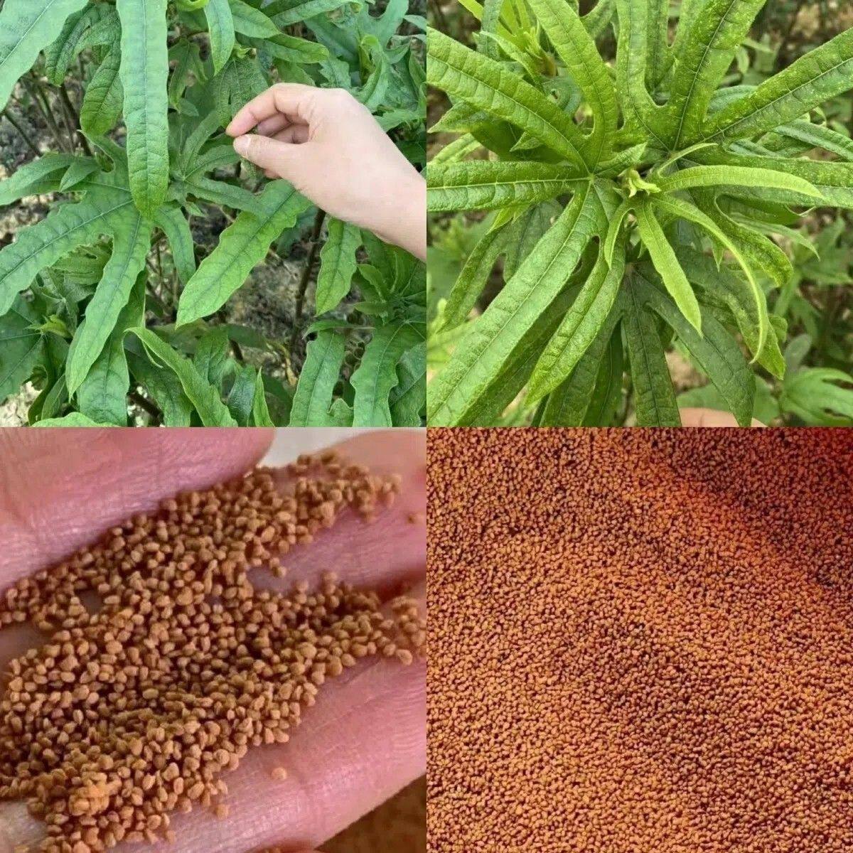五指毛桃种子中药材庭院阳台盆栽家庭园艺种子