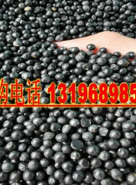 云南大天冬种子种苗天门冬种籽天冬种子种籽天冬门冬种籽包邮