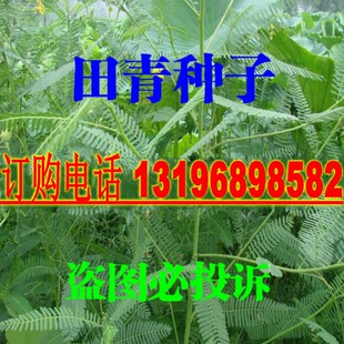 新采田菁种子别名碱青涝豆果园绿草种子四季牧草籽田青子紫色田箐