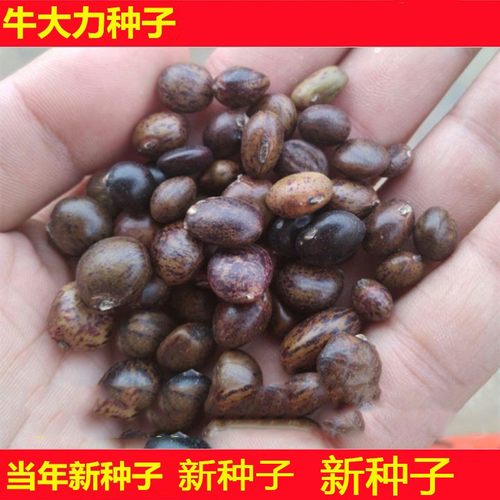 新采牛大力种子四季易种大力薯小叶细叶中叶大叶牛大力种籽