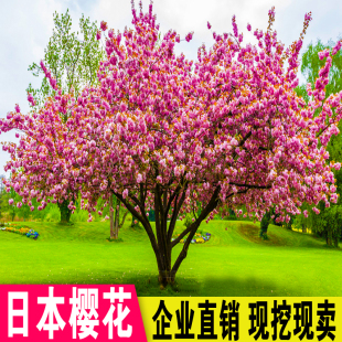 日本樱花树苗早樱晚樱四季南方北方庭院盆景盆栽地栽种植包邮