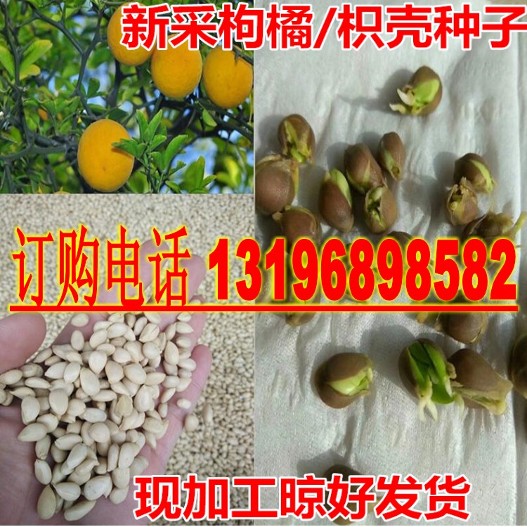 脐橙嫁接砧木种子枸橘