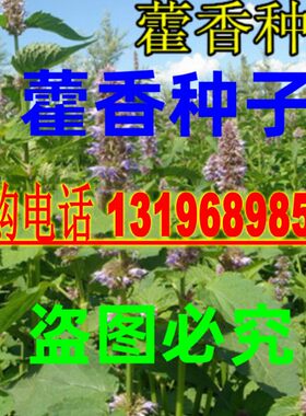 四季薄荷茴香草种籽