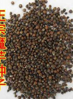 魔芋种籽一代云南省高产魔芋种子四季种植花魔芋籽珠芽材种籽