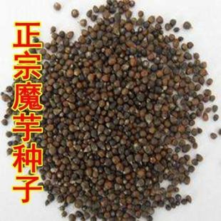 魔芋种籽一代云南省高产魔芋种子四季种植花魔芋籽珠芽材种籽