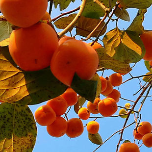 柿树种子果树柿子花好吃的柿子的果实绿化食用柿饼柿子树种籽