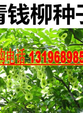 新采金钱柳种子 摇钱树 工艺金钱树种子 青钱柳种子林木种籽