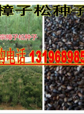 樟子松树种子海拉尔松蒙古赤松西伯利亚松黑河赤松抗寒松树木种籽