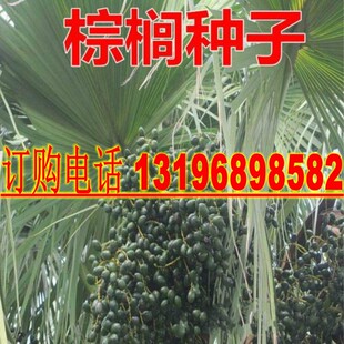 老人葵种子 加州蒲葵种子 丝葵种子 华盛顿棕榈树棕榈种子散尾葵