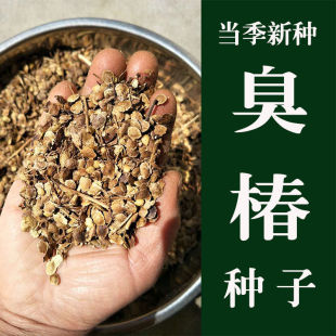 臭椿树种子臭椿籽凤眼草樗树子臭椿种子椿树种子造林树籽林木种子