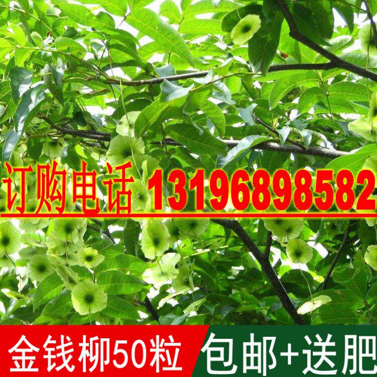 金钱柳金钱柳种子 金钱柳苗木种子 金钱柳树种中药材野生青钱柳种
