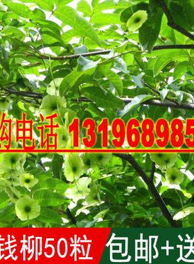 苗木中药材野生种子