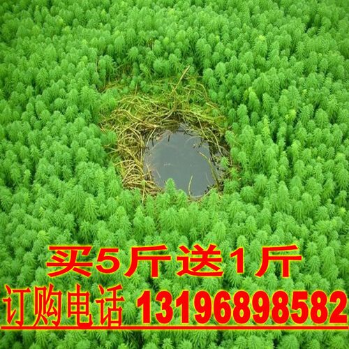 狐尾藻草籽养虾 轮叶狐尾藻  粉绿狐尾藻 观赏公园造景狐尾草种子