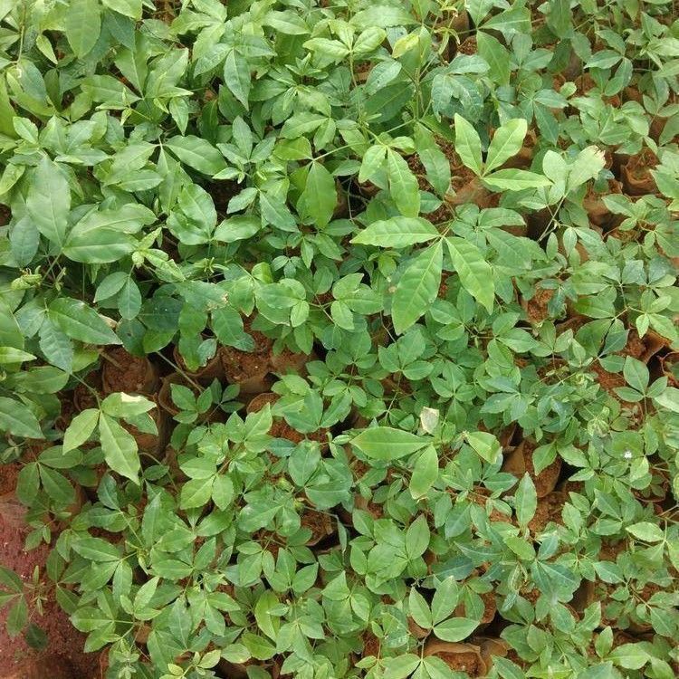 三叉苦种子四季播种用种籽籽苦木种子三桠苦药材树种子