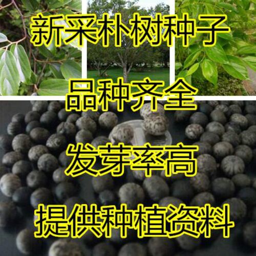 新采小叶朴树种子珊瑚红皮