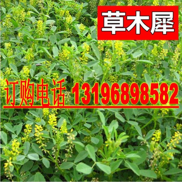 牧草种子耐贫瘠蜜源植物