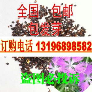 散装瞿麦种子 药材种子 野麦 石柱花 十样景花 巨麦 包邮
