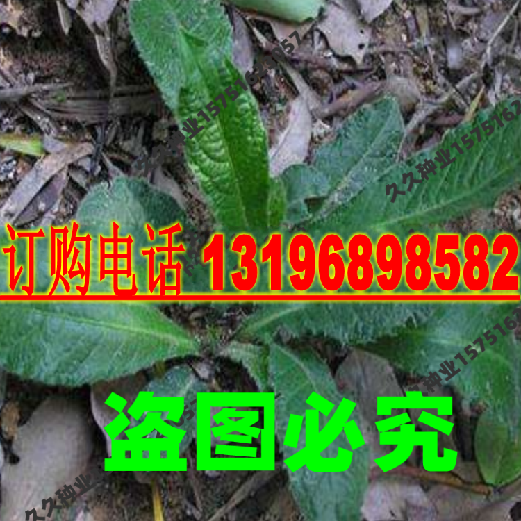 药材地胆头种子地胆草苦地胆种子天芥菜 鸡疴粘土柴胡 地胆头种籽