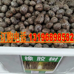 林木种子 散装橡胶树种子 三叶橡胶树种子 巴西橡胶树种子 包邮
