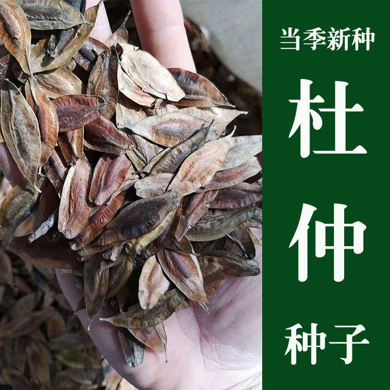 当年新采一级杜仲树种子杜仲种籽丝绵皮绵树皮种子中药材杜仲种子