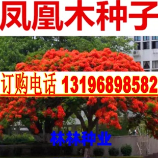 凤凰木种子蓝花楹种子紫藤种子红花楹树火树子 金凤 行道林木苗木