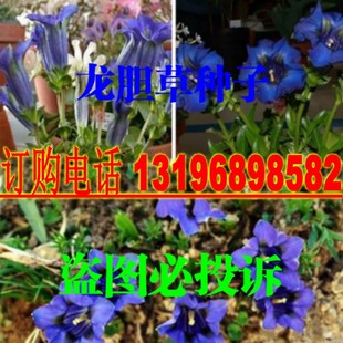 龙胆草种子 地胆头种子 磨地胆 鹿耳草 龙胆草种籽三花龙胆中药材