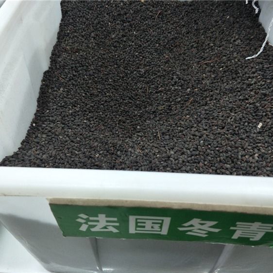 法国冬青种子 冬青种子 冬青卫矛种子 红果冬青 冬青树种子包邮