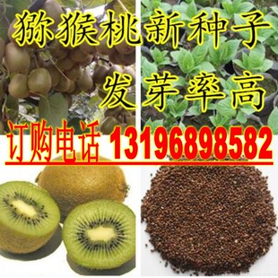 散装猕猴桃种子 野生四季盆栽黄心红心猕猴桃种子果树种子 包邮