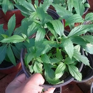 佩兰种子美味食用香草种子伤力草种子佩兰种子芳香植物盆栽苗花卉