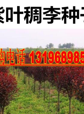 新采红叶李种子 紫叶李种子 紫叶稠李种紫叶李树苗红叶李树苗包邮