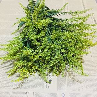 新采黄莺草种子赏草种子粉黛乱子草糖蜜草柳叶马鞭草地肤花境种子