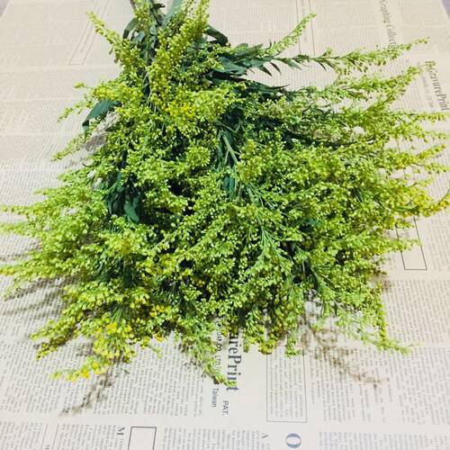 新采黄莺草种子赏草种子粉黛乱子草糖蜜草柳叶马鞭草地肤花境种子