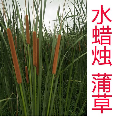 采集种子散装蒲草蜡烛新籽易出棒