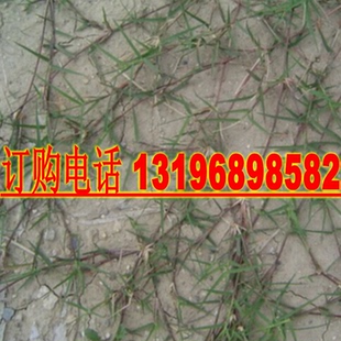 巴根草种子铁线草蟋蟀草 耙耕草种籽防水土流失巴根草籽 固土护坡