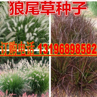 护坡观赏紫色狼尾草种子狗尾巴草种子 猫尾草 紫穗羽绒长毛兔尾