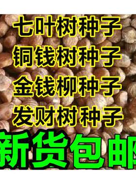 七叶树种子 红花 籽 铜钱树种子  青钱柳 金钱柳种子 发财树种子