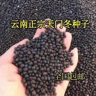 天冬种子正宗云南天门冬种子种苗大天冬种籽天冬籽门冬中药材种子
