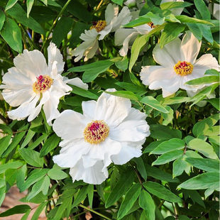 夏季芍药种子 赤芍种子 白花芍药 青羊参 红药 白芍种子 四季