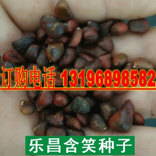 深山含笑种子又名含笑花种子 乐昌含笑种子红花含笑树种籽包邮