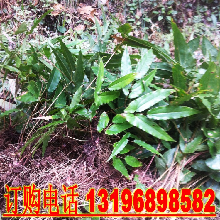 新采药材种子野生淫羊三枝九叶