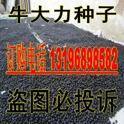 牛大力种子 大力山种苗 大力薯山莲藕 大力薯 南方人参包邮