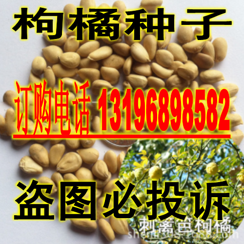 篱笆种子/枸橘李种子/臭橘种子/铁篱寨种子/枳壳种子/构菊种子